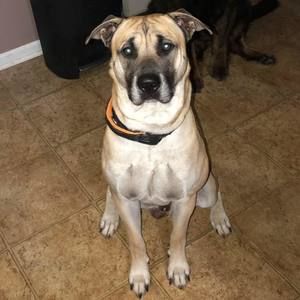 Meet your Posher, Connor